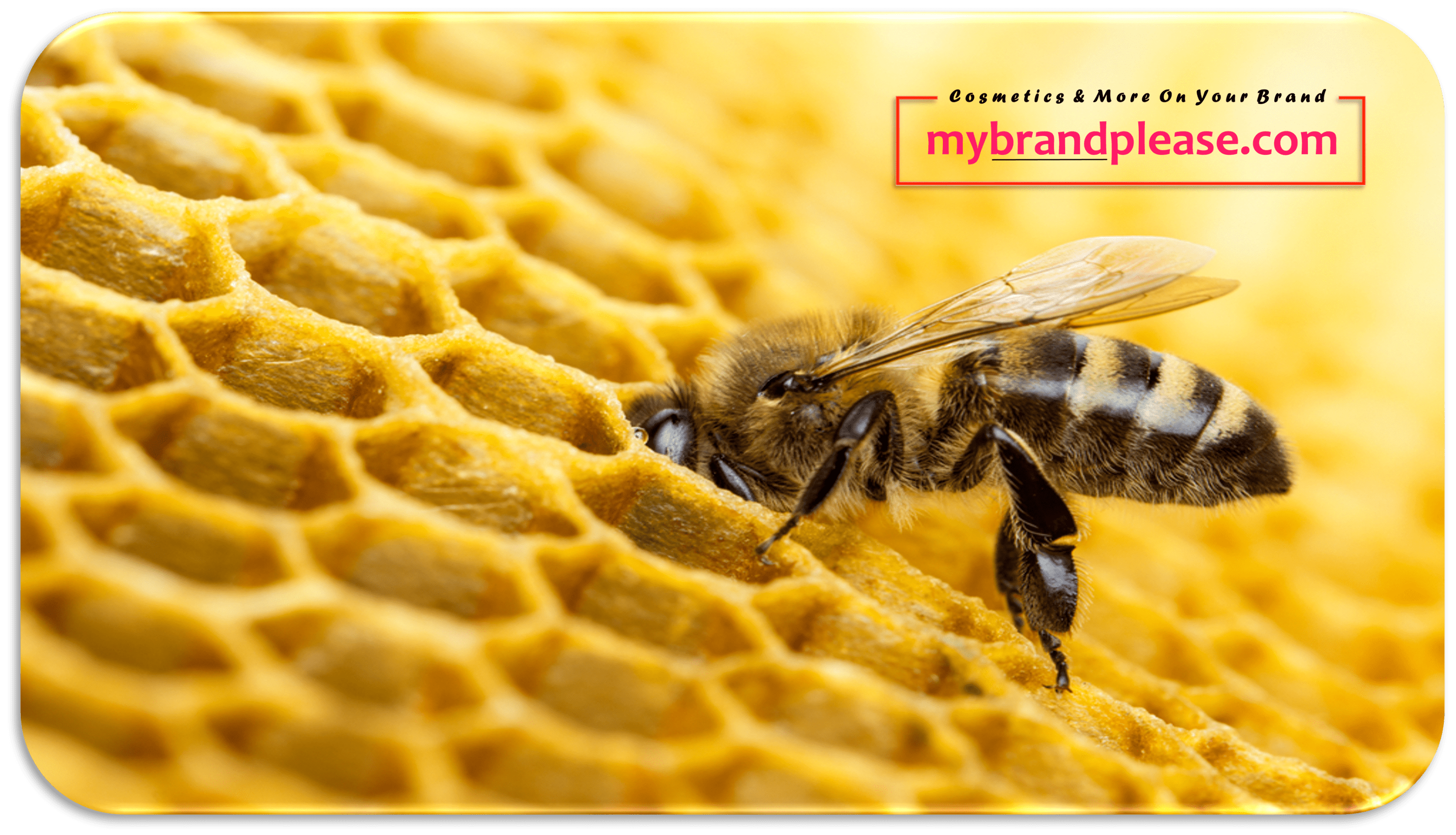 The Wonders of Bees