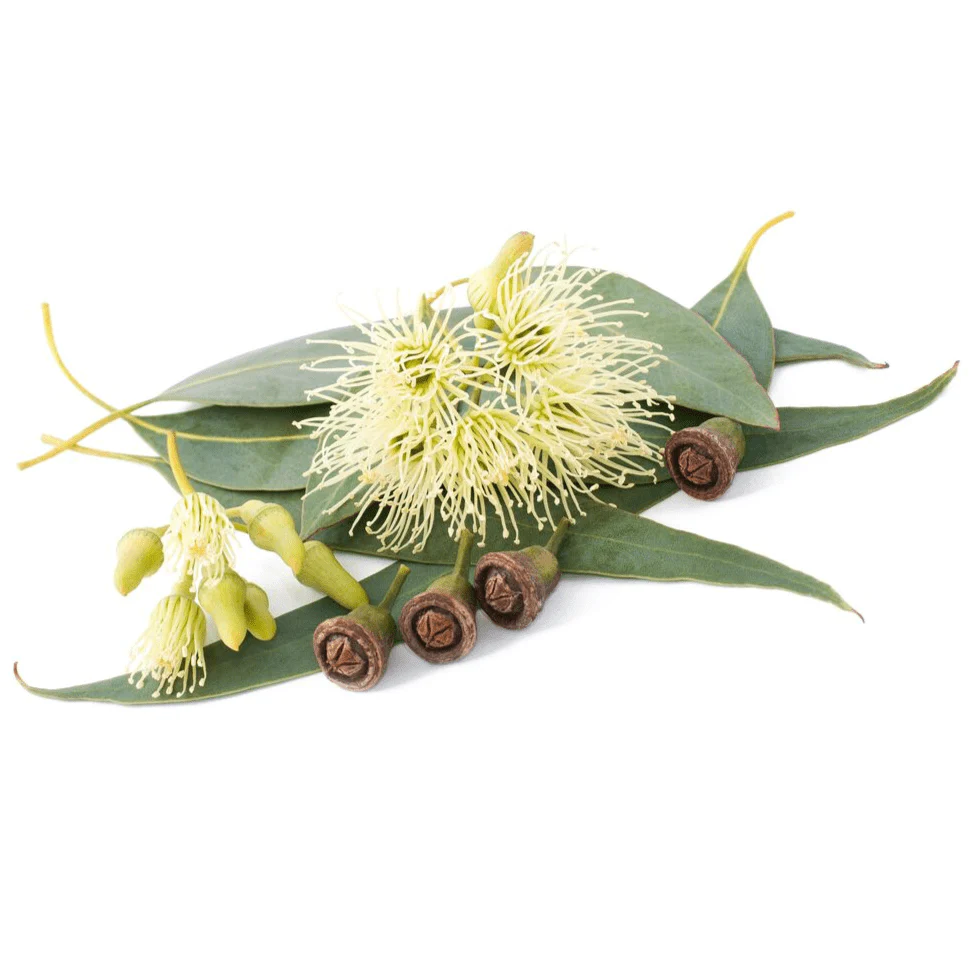 Fragrance Oils
