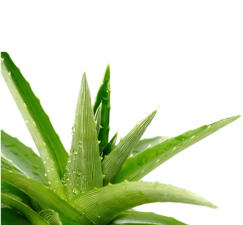 Agave Stem Cell Hydra Gel