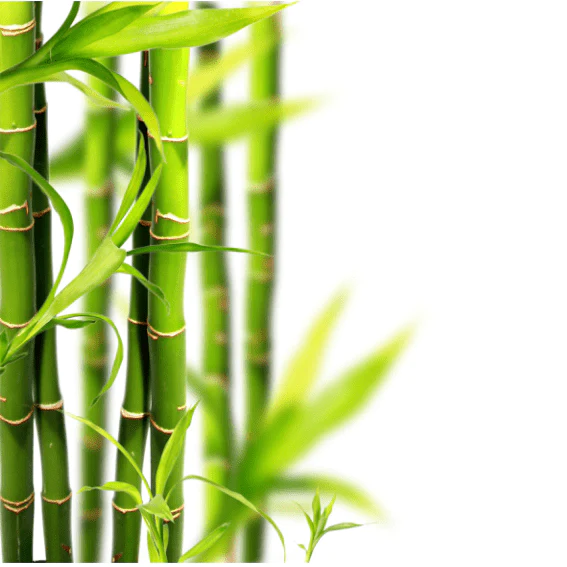 Age Defying Bamboo Sake Clarifying Essence