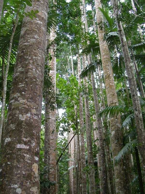 Australian Tea Tree Essential Oil