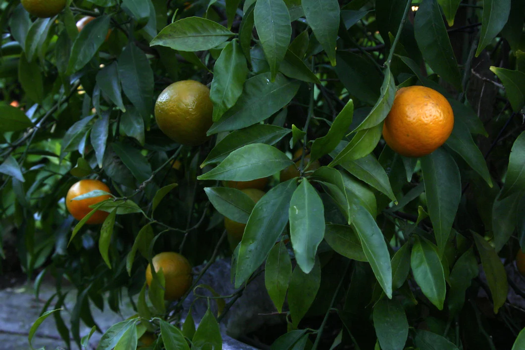 Bergamot Essential Oil