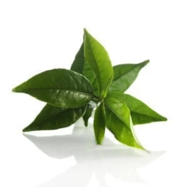 Botanical Japanese Green Tea Cleanser