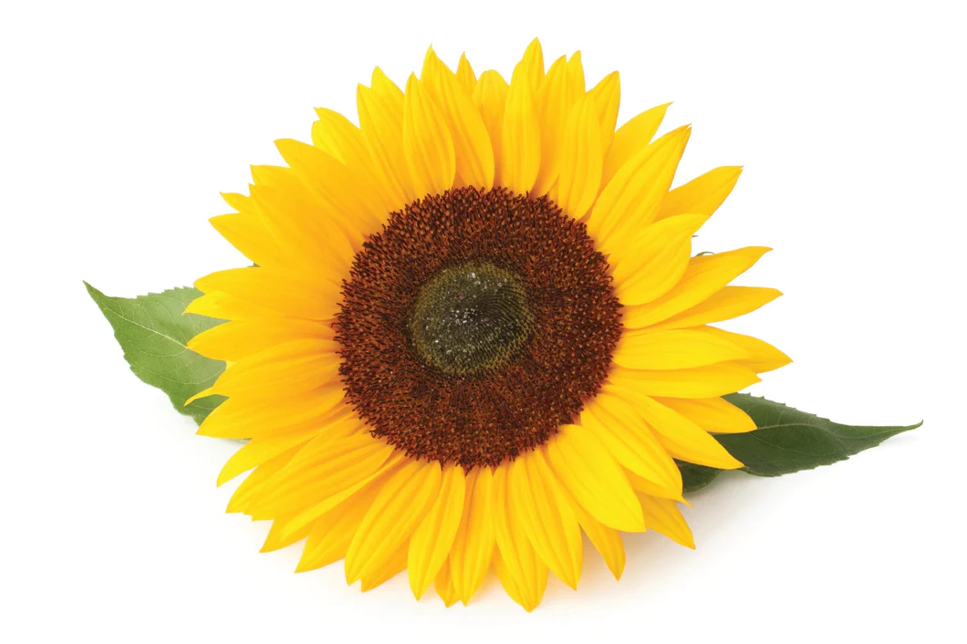 Brightening Probiotic Eye Creme