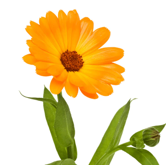Calendula Body Wash