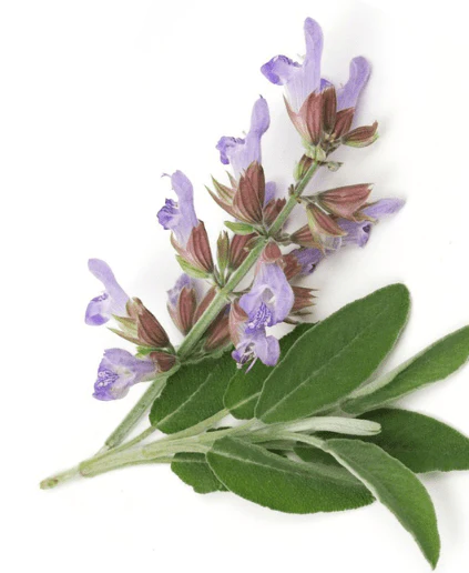 Clary Sage Essential Oil