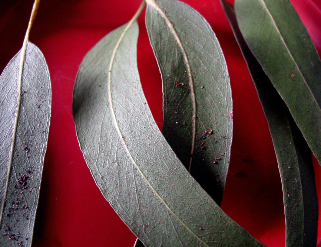 Eucalyptus Essential Oil