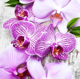 Fresh Sugar Blossom