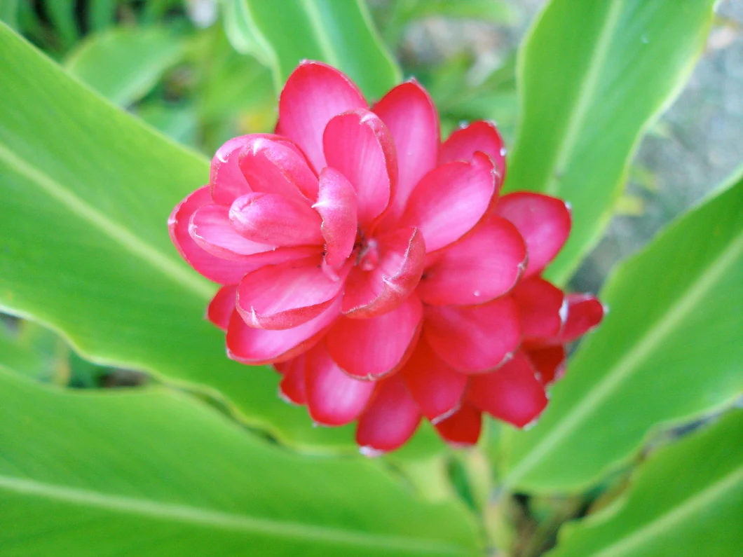 Ginger Essence