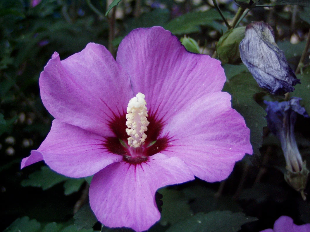 Hawaiian Hibiscus