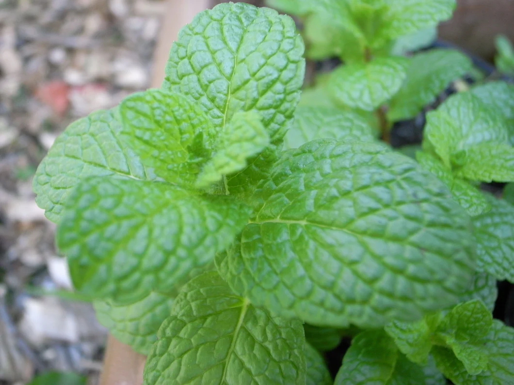 Japanese Peppermint Essential Oil