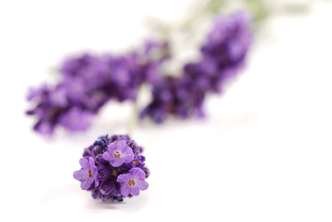 Lavender 40/42 Essential Oil