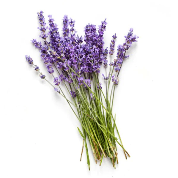 Lavender & Peach