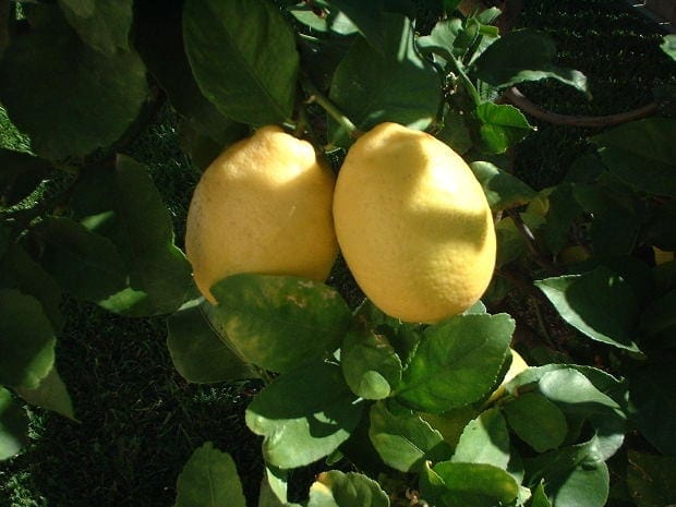 Lemon Essential Oil