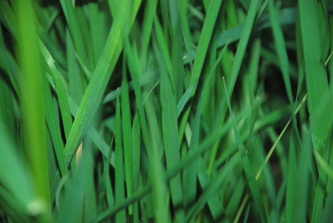 Lemongrass Essential Oil