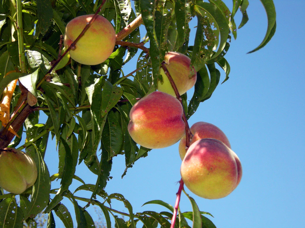 Nectarine Blossom & Honey