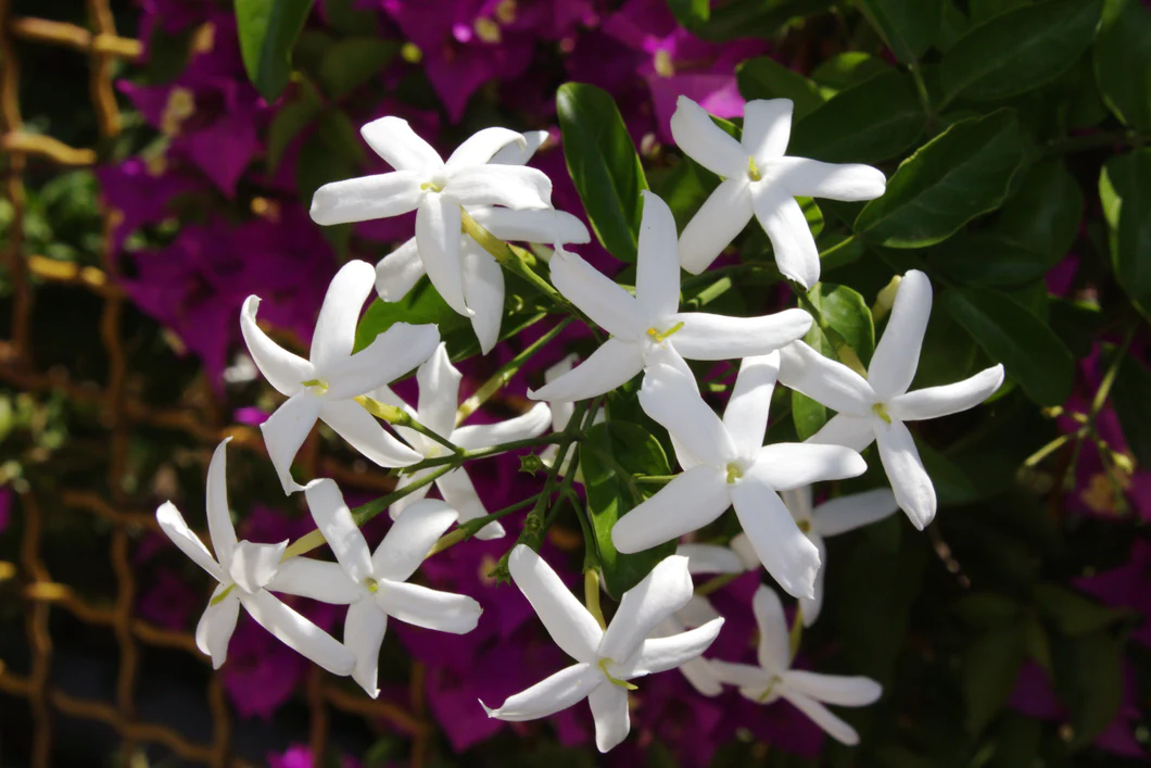 Pink Jasmine