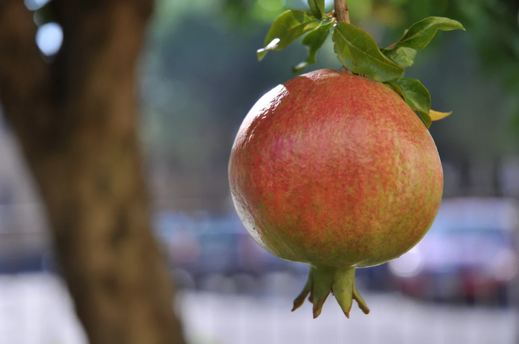 Pomegranate Mango