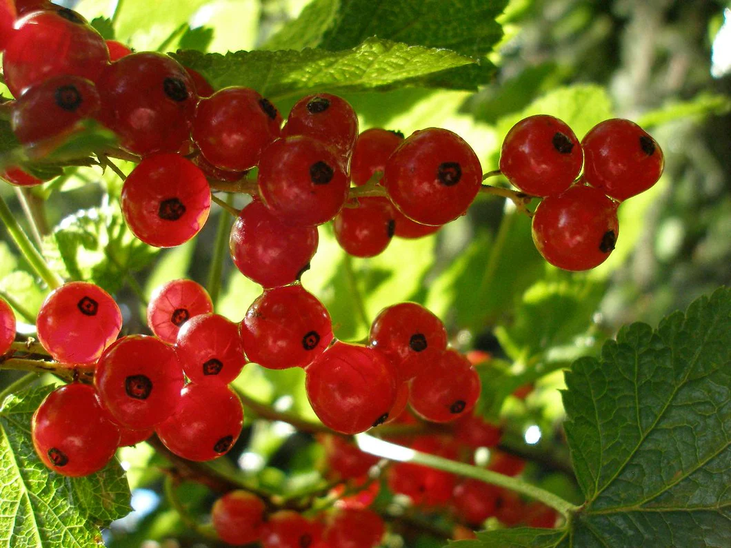 Red Currant and Thyme Tea