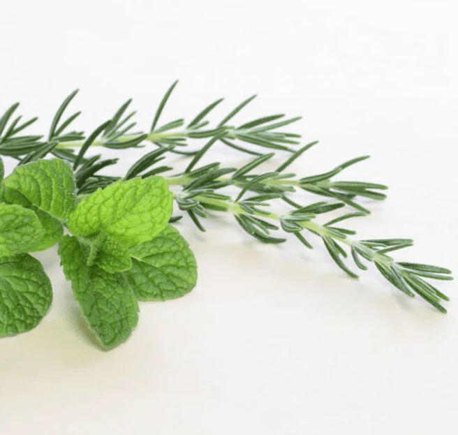 Rosemary Mint Essential Oil