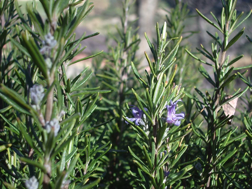 Spanish Rosemary Essential Oil
