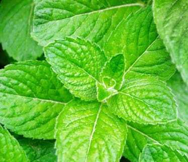 Spearmint Essential Oil