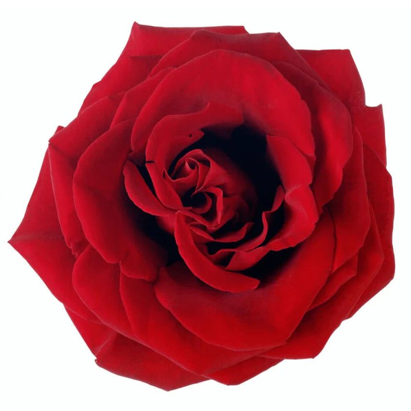 Sublime Rose