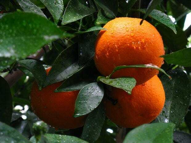 Sweet Orange Essential Oil