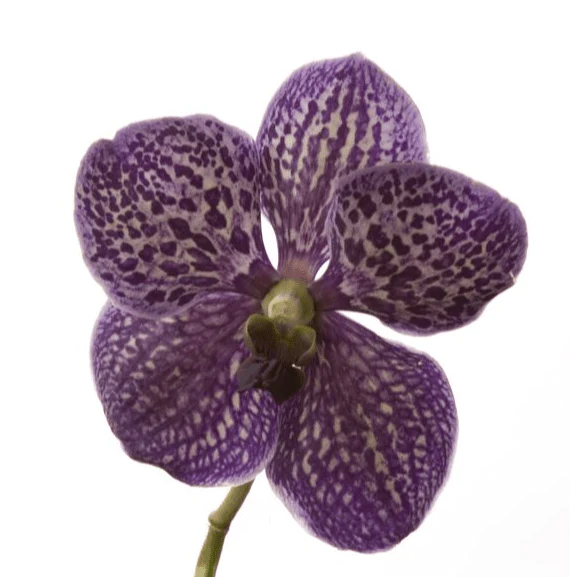 Tom Ford Black Orchid