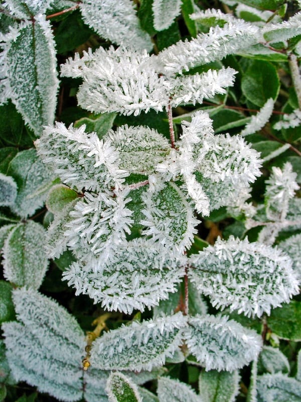 Wintergreen Essential Oil