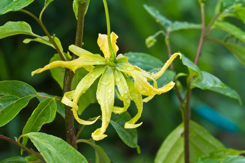 Ylang Ylang Essential Oil